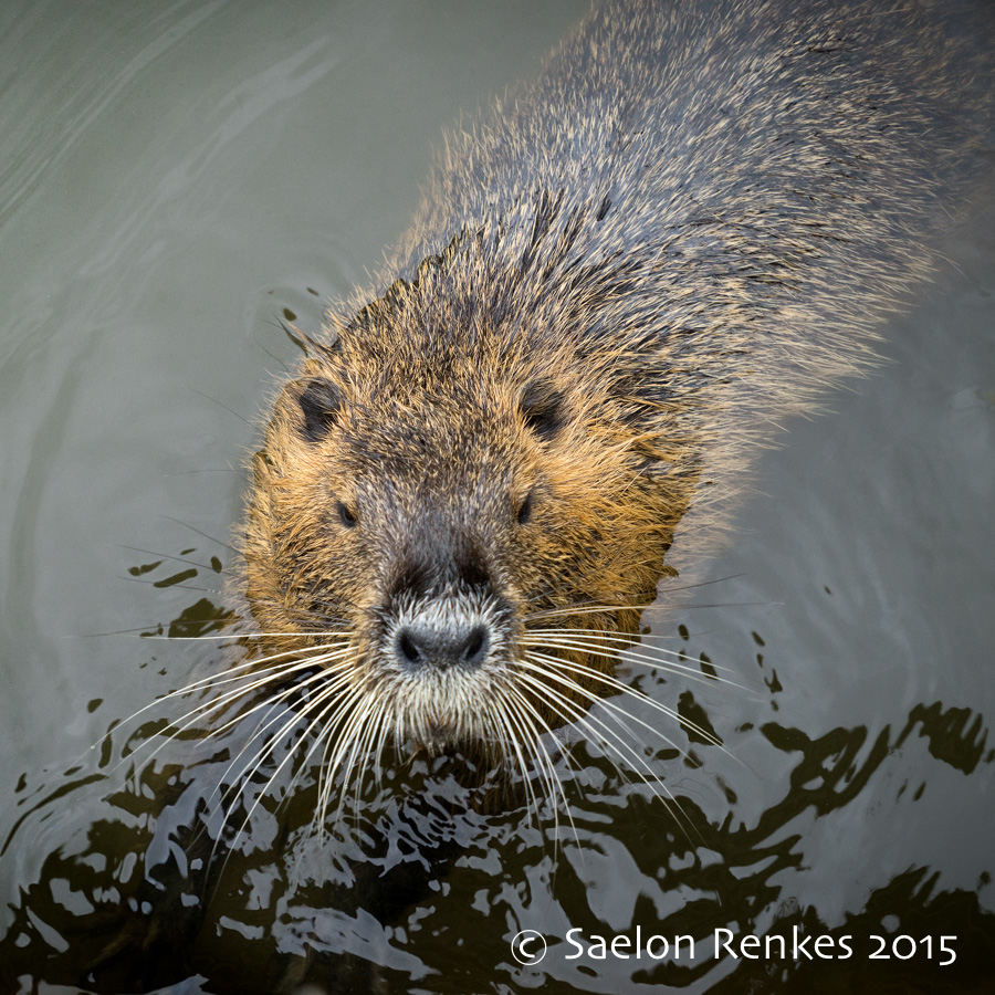 Nutria, Czech Republic