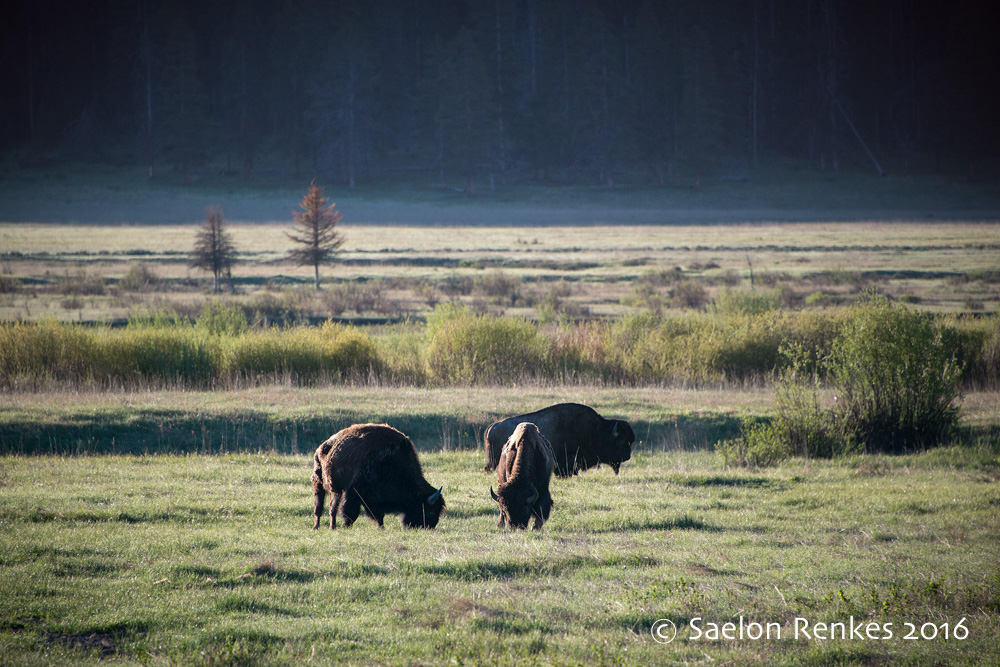 Bison at Sunrise, Yellowstone National Park