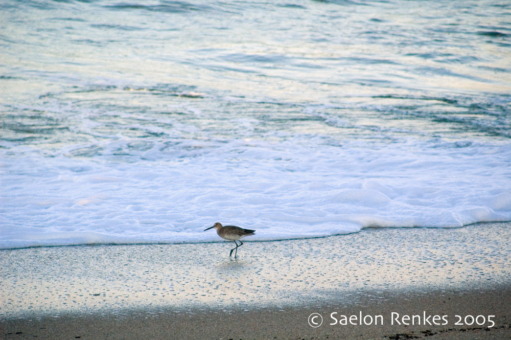 Willet at Canaveral National Seashore