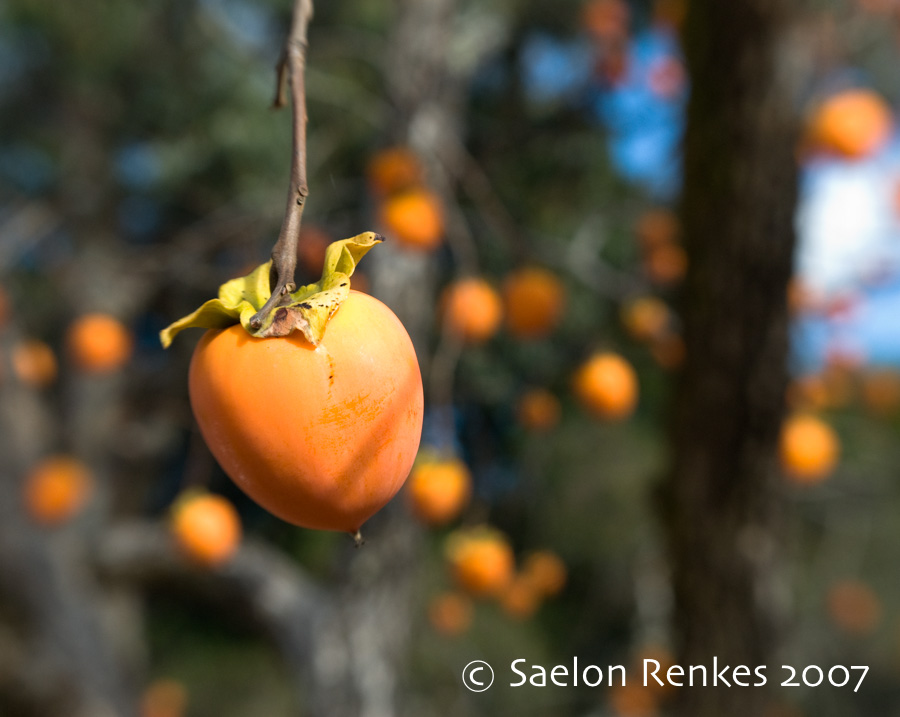 Persimmon