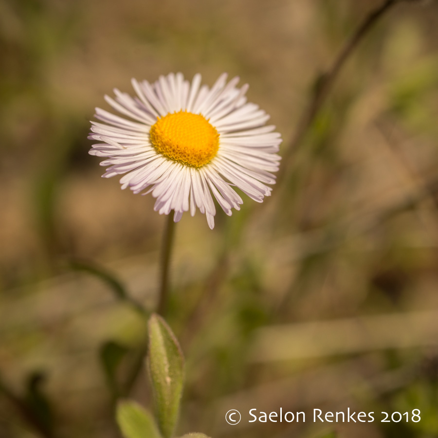 Erigeron pumilis