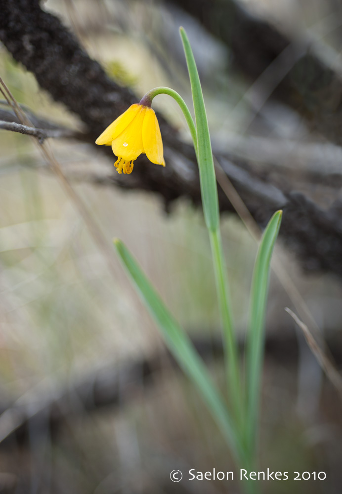 Fritillaria pudica
