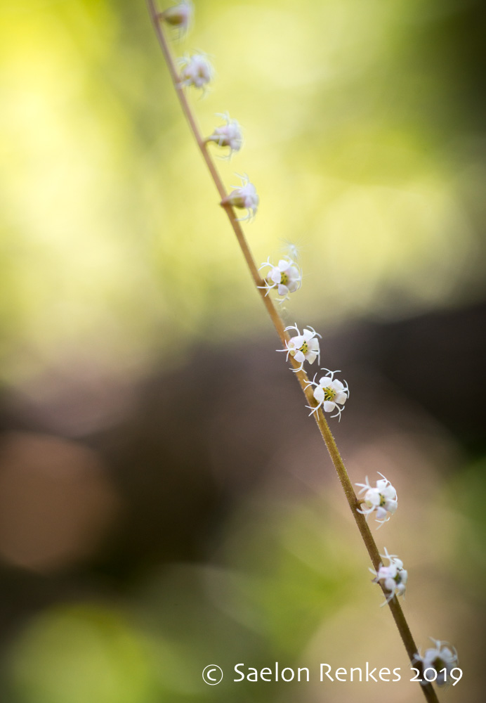 Mitella stauropetala