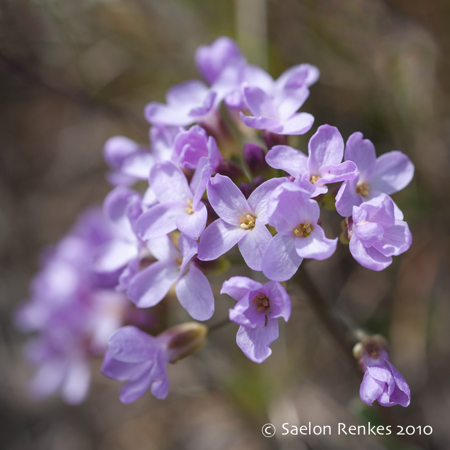 Phoenicaulis cheiranthoides