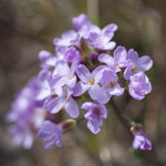Phoenicaulis cheiranthoides