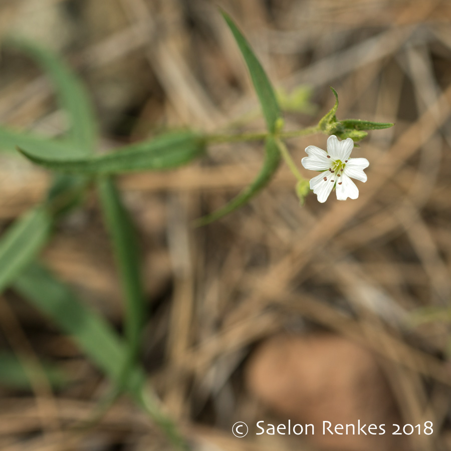 Pseudostellaria jamesiana