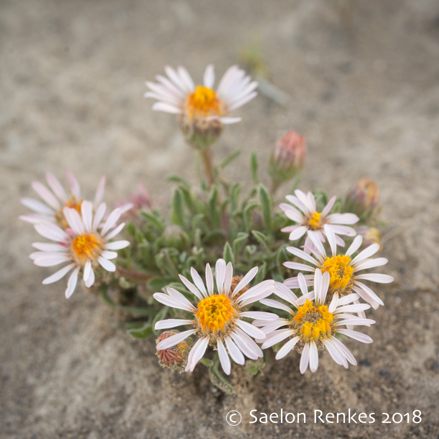 Townsendia florifer