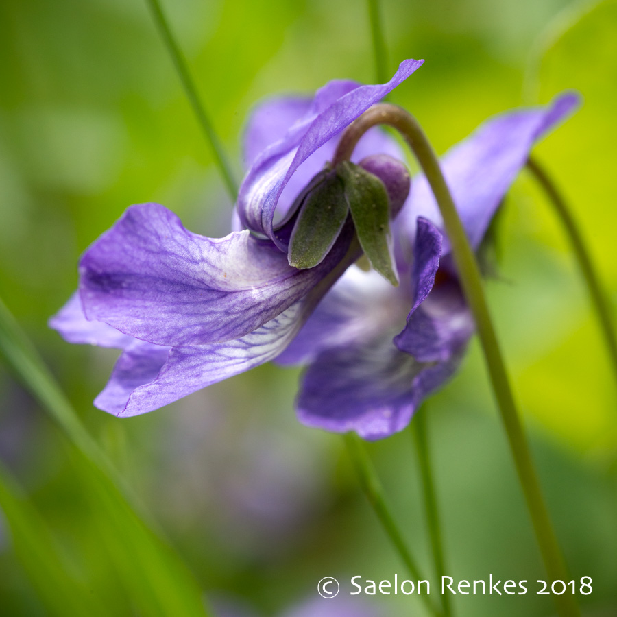 Viola nephrophylla