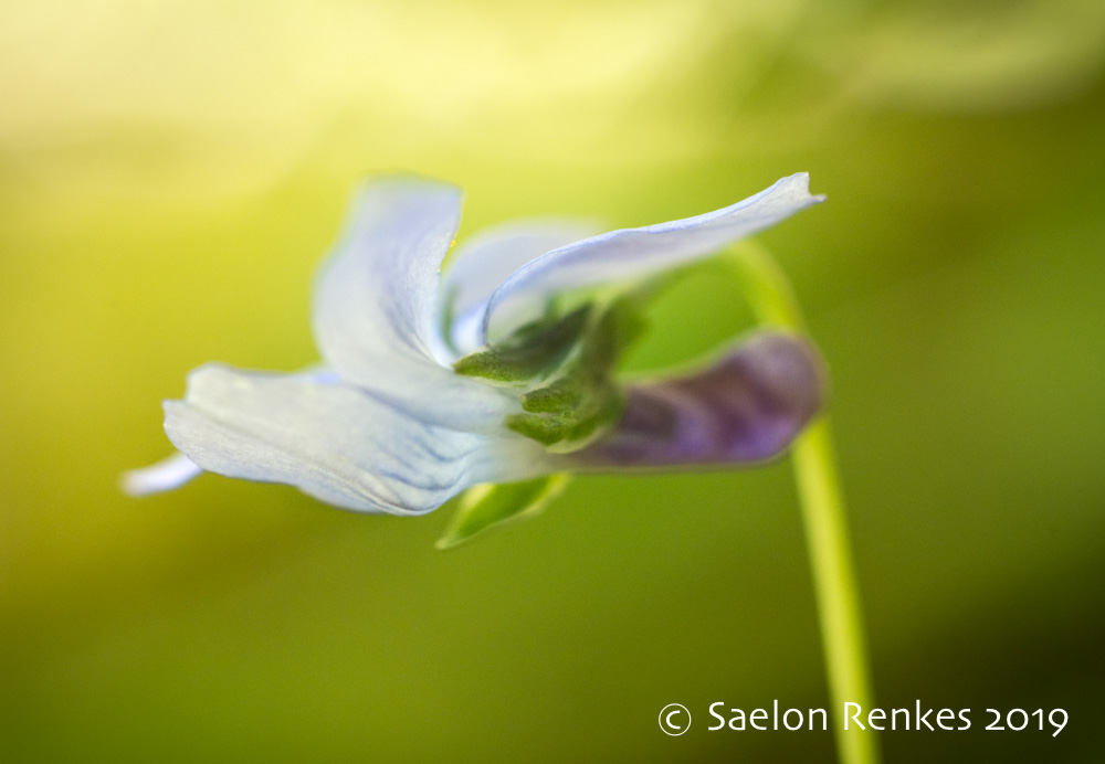 Viola nephrophylla