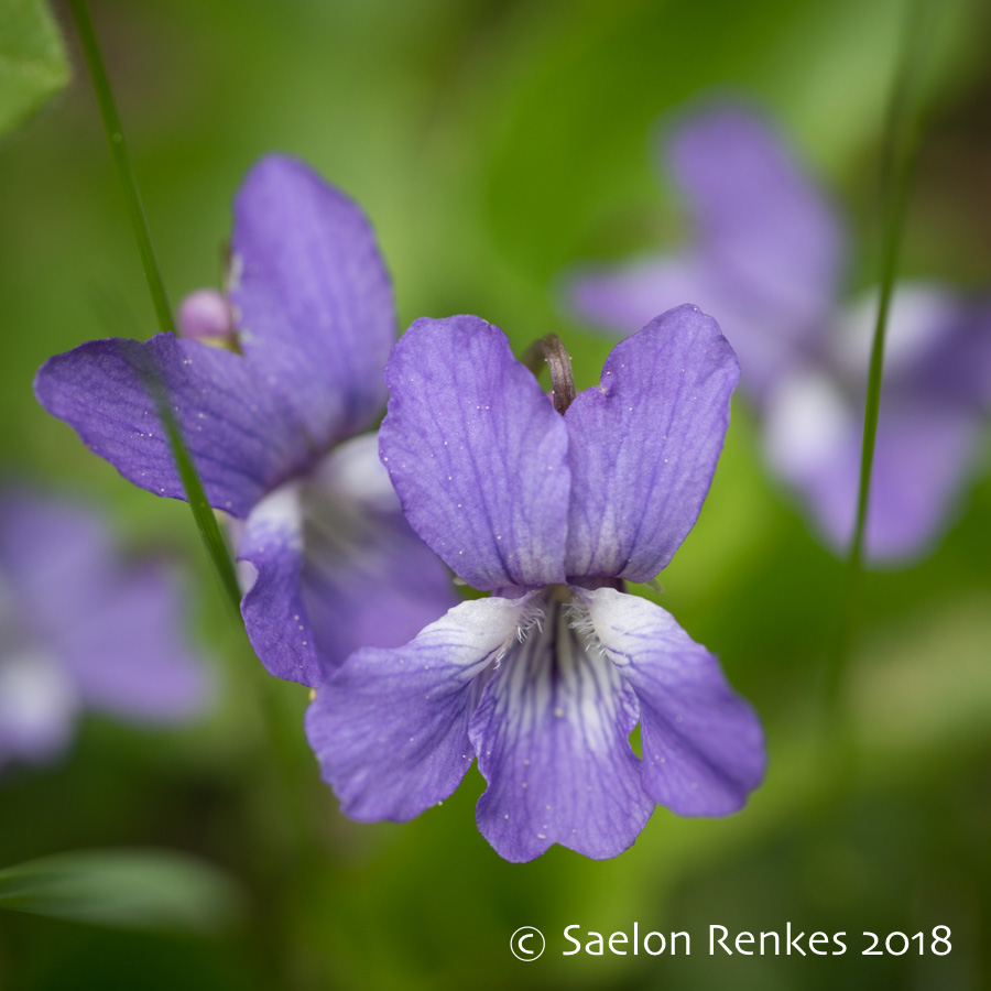 Viola nephrophylla