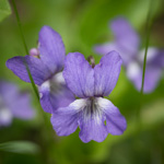 Viola nephrophylla