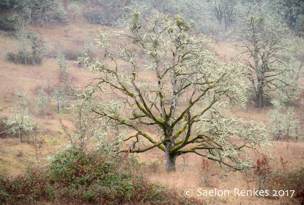 Oak Savanna, Winter
