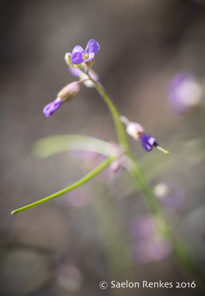 Boechera spp.