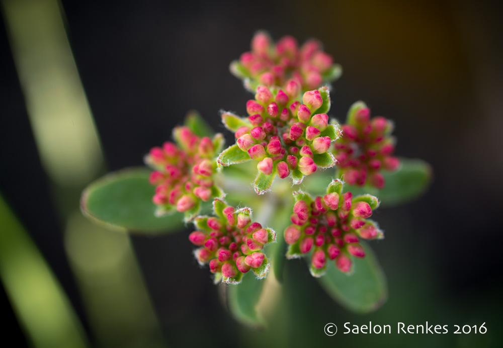 Eriogonum sp.