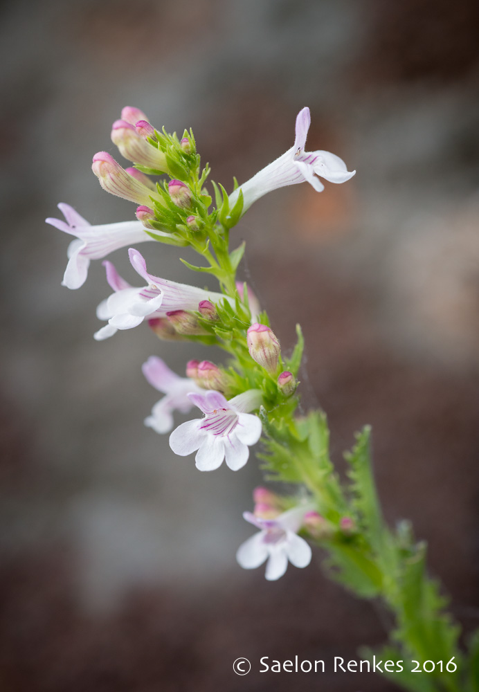Penstemon deustus